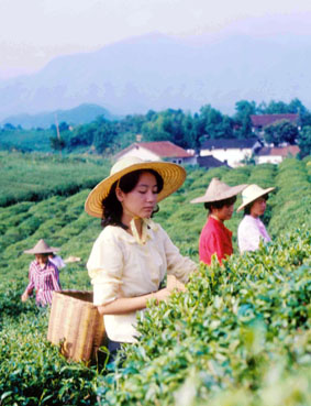 Zber čajových lístkov v provincii Zhejiang